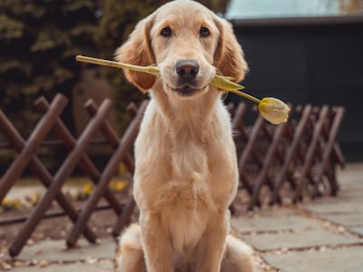 Biscuit
