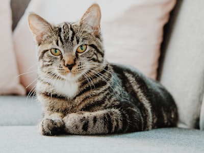 Mittens