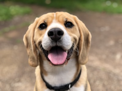Rosco